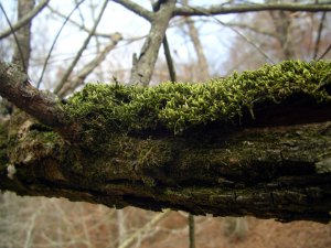 Mossy limb