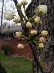 pear-blossoms1