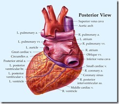 Heart_Posterior_View_Large_copy