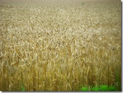 Wheat-For-Harvest